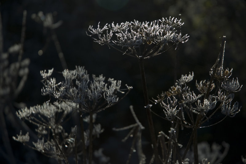 Frosty Fennel 01 copy.jpg