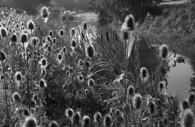 Kennet and avon canal B_Wcopy 1.jpg