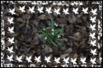 Leaves Snowdrops art border copy.jpg