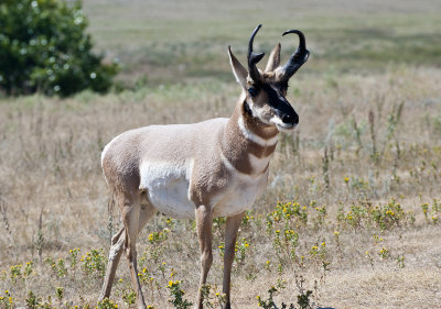 Pronghorn Custer State Park