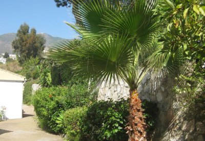 The front path
