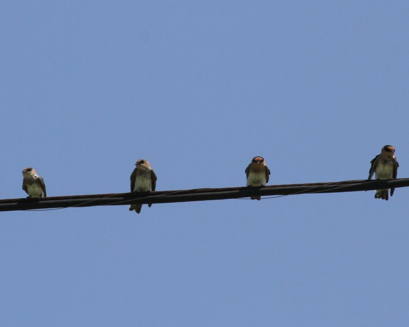 Cave Swallows