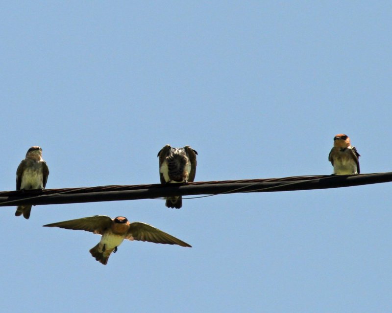 Cave Swallows