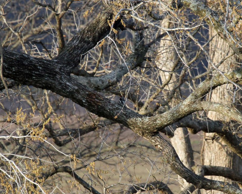 Yellow-bellied Sapsucker