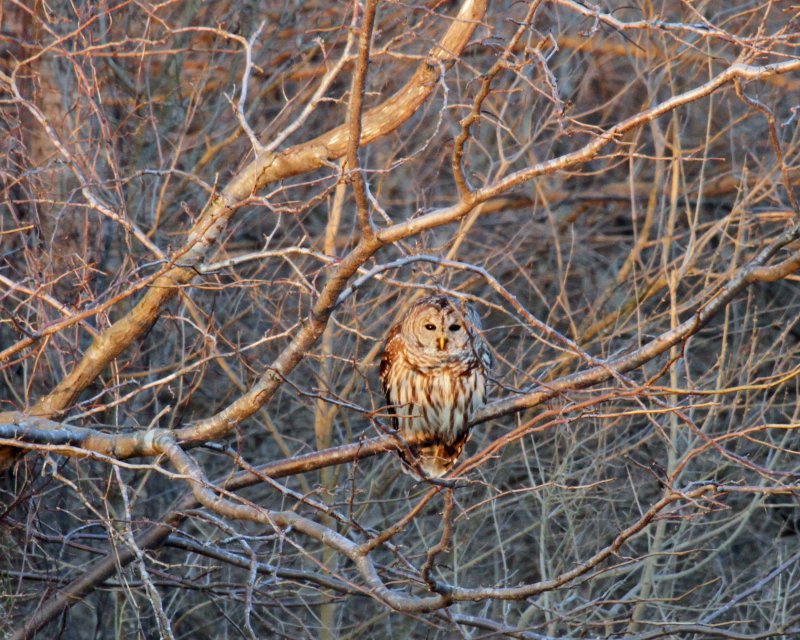 Barred Owl