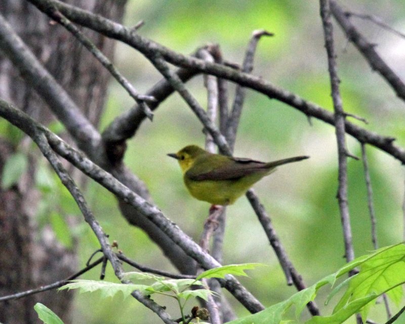 Hooded Warbler