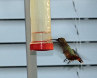 Rufous Hummingbird