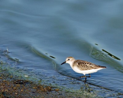 Semipalmated Sandpiper