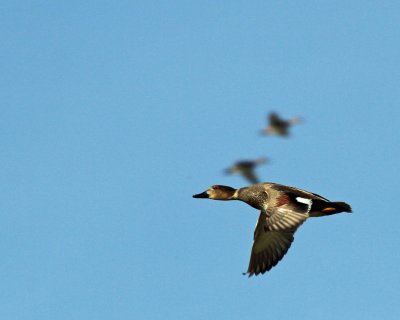 Gadwall