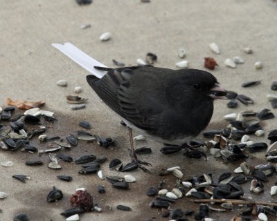 Dark-eyed Junco