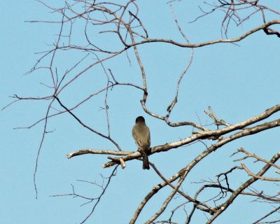 Say's Phoebe