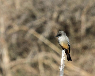 Say's Phoebe