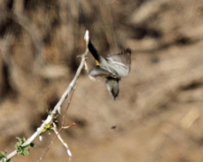 Say's Phoebe