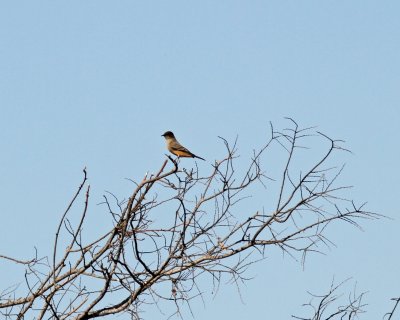 Say's Phoebe