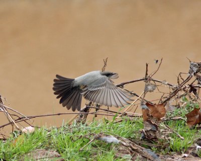 Say's Phoebe- L. Nichols photo