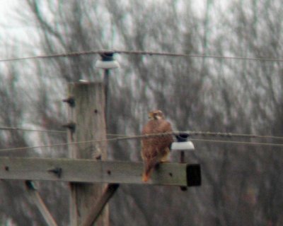 Prairie Falcon-L. Nichols photo