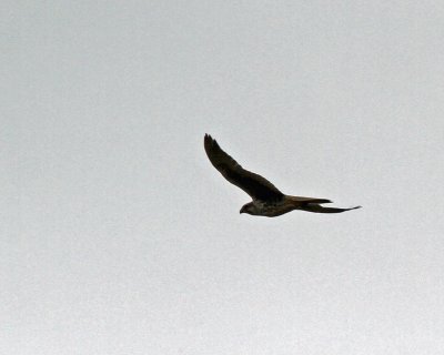 Prairie Falcon