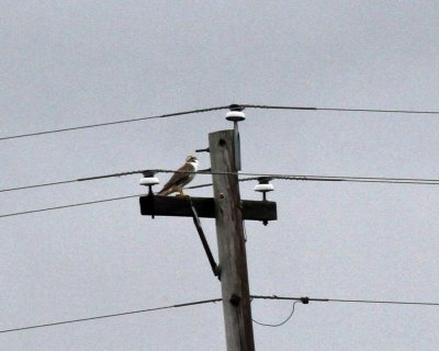 Prairie Falcon