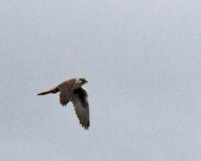 Prairie Falcon