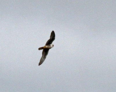 Prairie Falcon