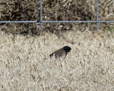 Oregon Junco