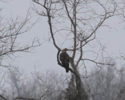 Golden Eagle