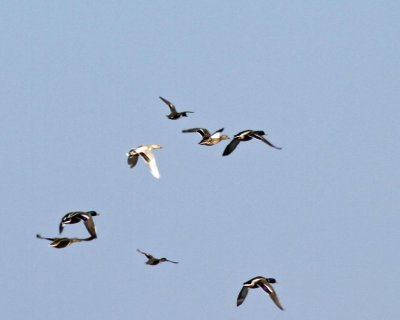 Leucistic Mallard Hen