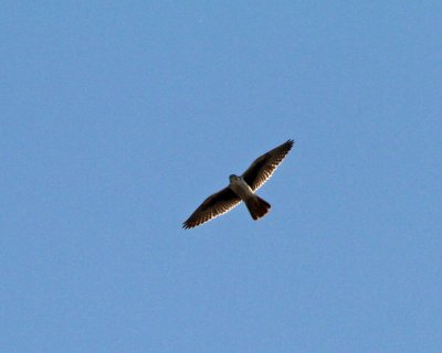 Prairie Falcon