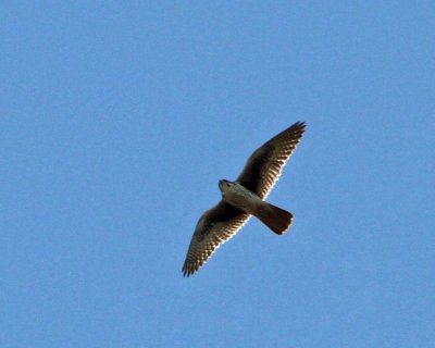 Prairie Falcon