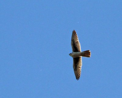 Prairie Falcon