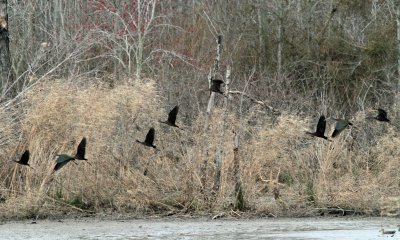White-faced Ibis