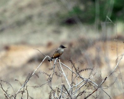 Say's Phoebe