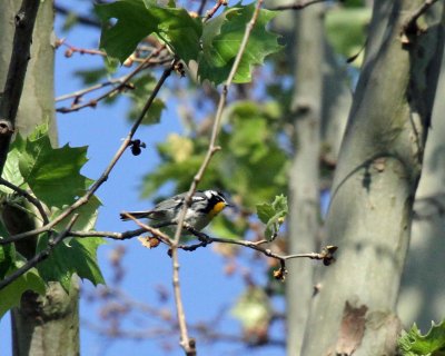 Yellow-throated Warbler