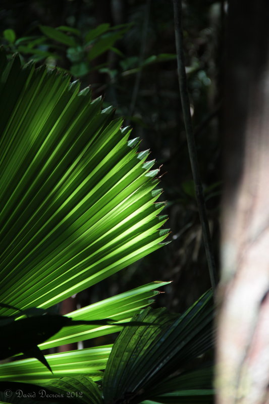 Rainforest, QLD