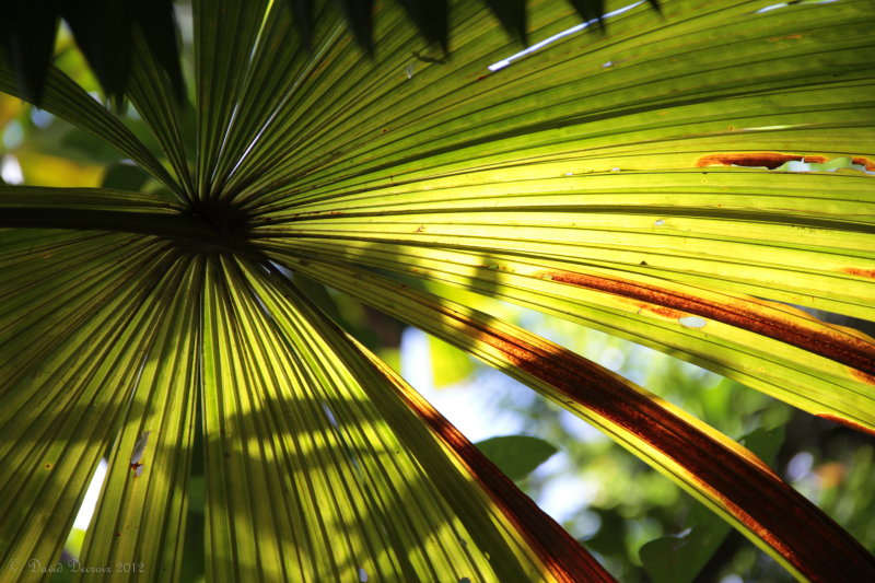 Rainforest, QLD