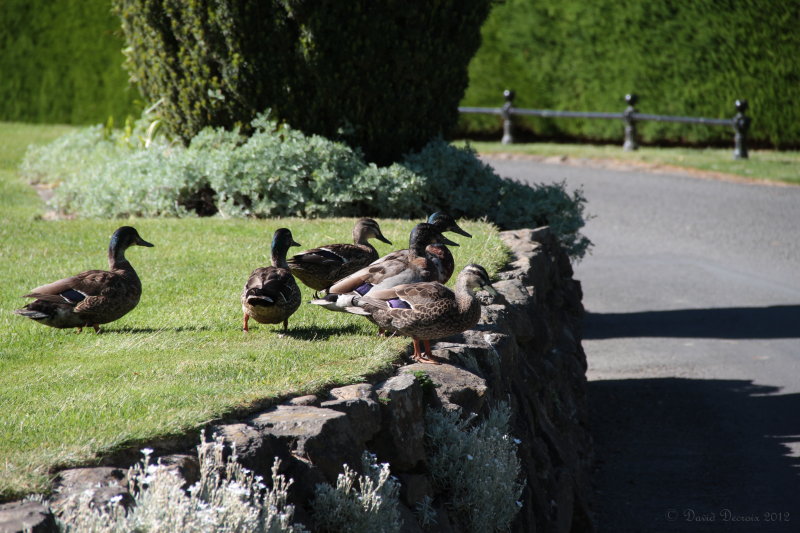 Dunedin Castle Guests