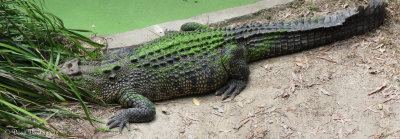 Croc