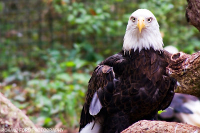 Bald Eagle 2