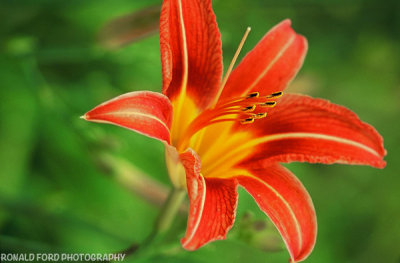 Tiger Lily