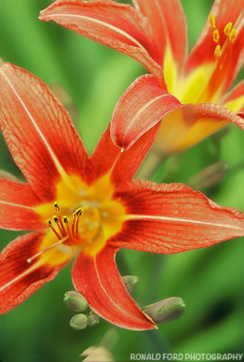 Tiger Lilies