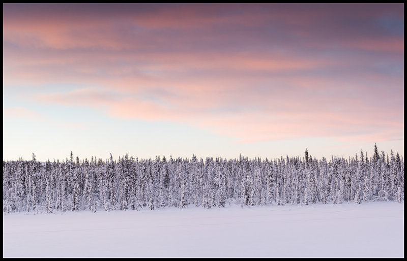 Snowy forest near Svappavaara (Panorama 4 pictures) Lapland / Sweden