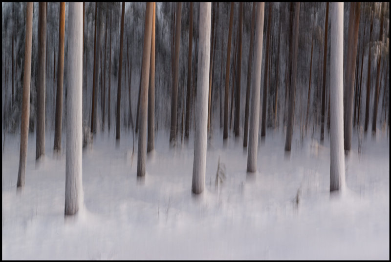 Frozen forest at the arctic circle - Sweden