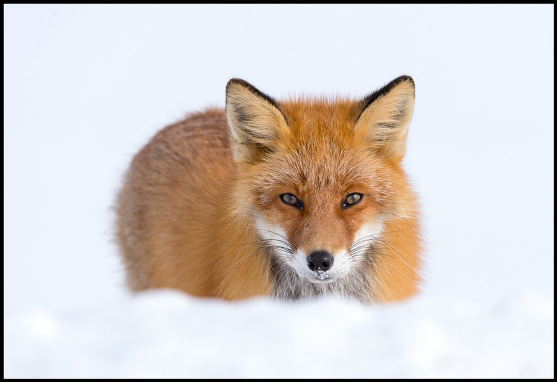 Red Fox - Abashiri Hokkaido
