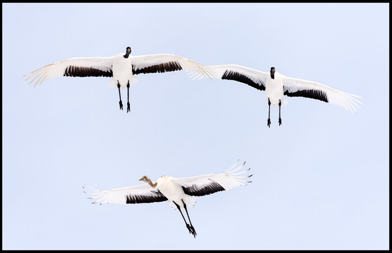 Flying Snow Cranes