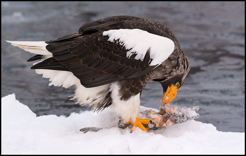 Steller`s Eagle eating a fish