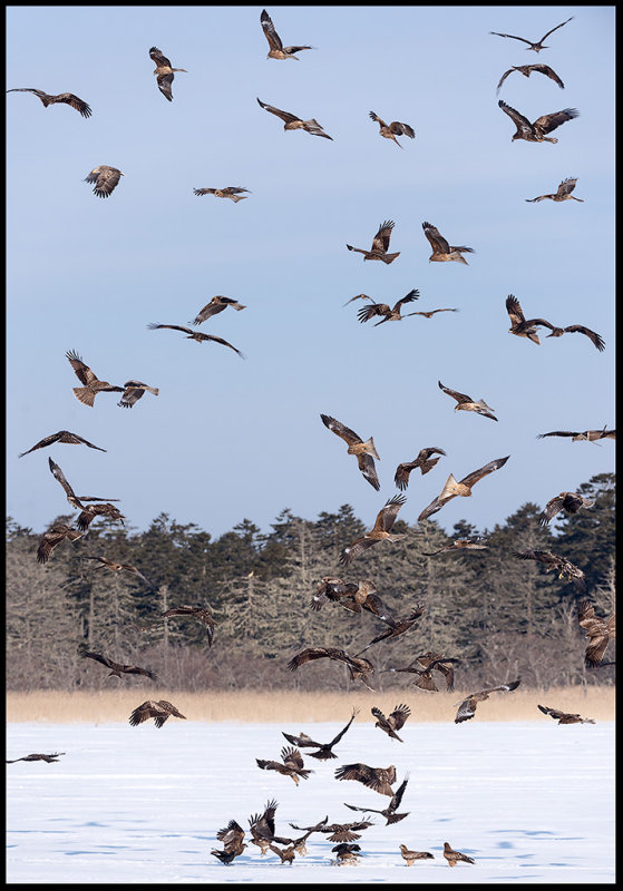 Black Kites (Bruna glador) and some Eagles gather in the morning at Lake Furen