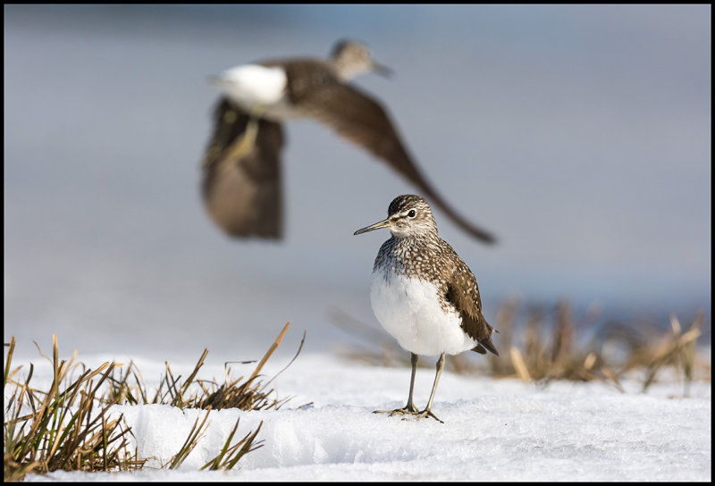 Green Sandpipers (Skogssnppor) - Lidhemssjn