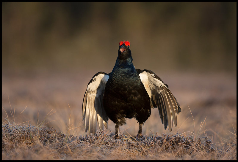 Black Grouse lit by the first sun rays this morning...