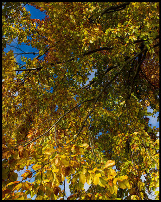 European Beech getting autumn colors - Ljungby