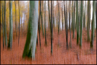 Autum colors in Bjurkrr - snen